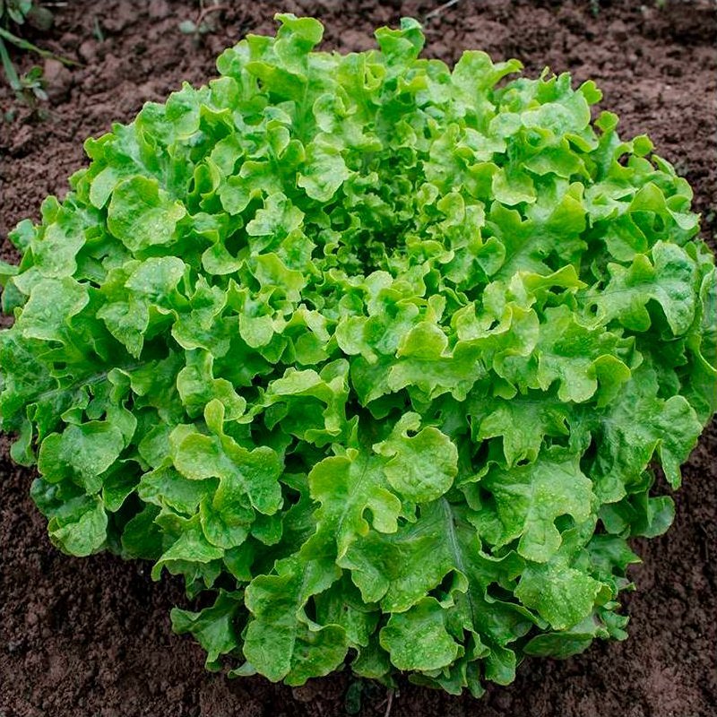 Lechuga